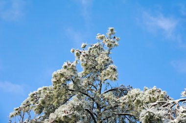 buz kaplı çam ağaçları