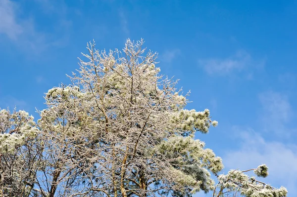 Árboles de pino cubiertos de hielo — Foto de Stock