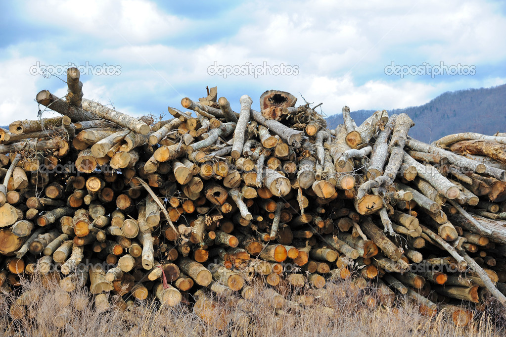 Log Stock Pile