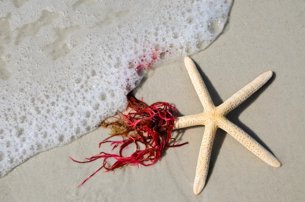 Étoile de mer dans le surf — Photo