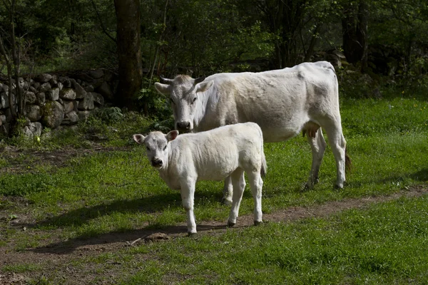 white cow with a little calf
