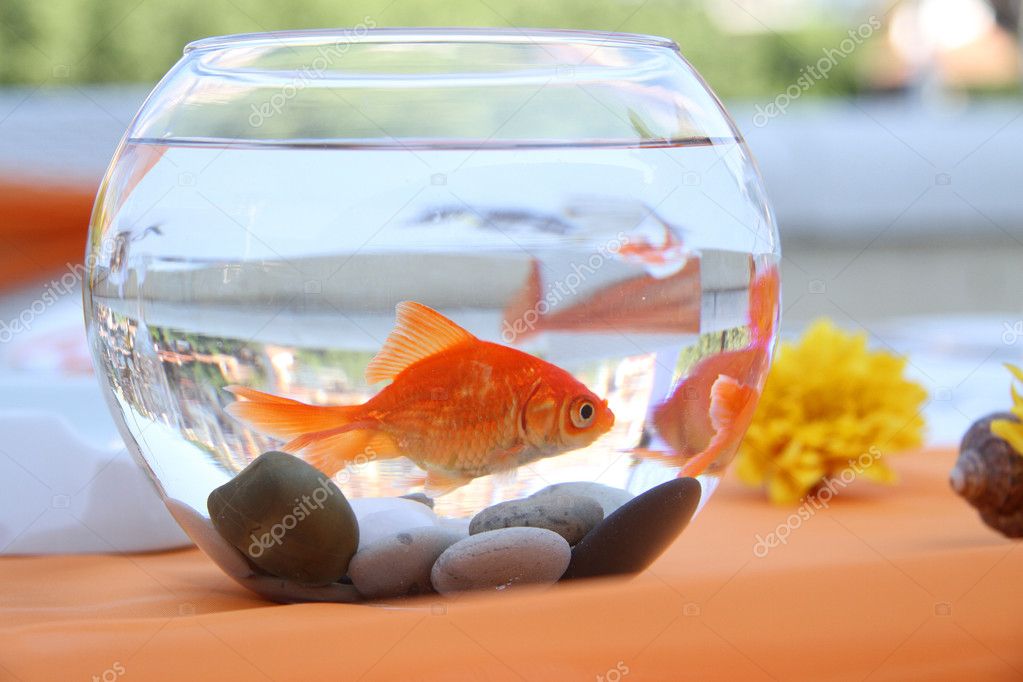 Goldfish in a round aquarium. — Stock Photo © GreenJo 30329859