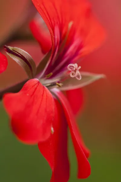 Blossom från en geranium blomma — Stockfoto