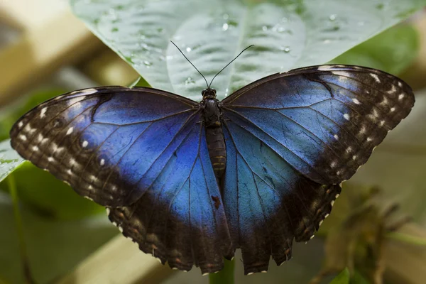 올빼미 나비-Caligo eurilochus — 스톡 사진