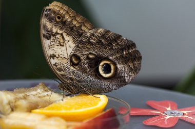 baykuş kelebek - caligo eurilochus