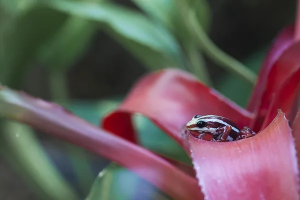 Kleine exotische kikker — Stockfoto