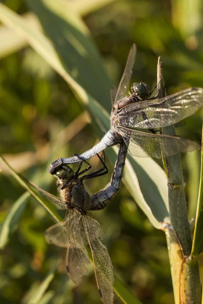 Copulating dragonflies — Stock Photo, Image