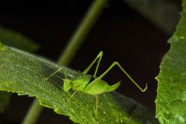 küçük yeşil cricked