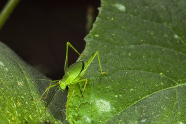 küçük yeşil cricked
