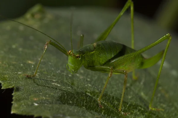 Malý zelený cricked — Stock fotografie