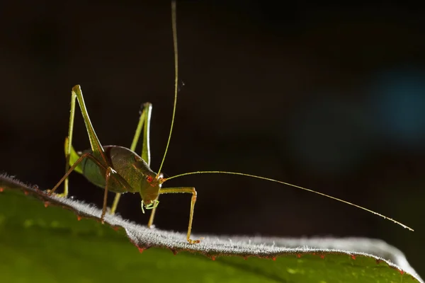 小さな緑の cricked — ストック写真