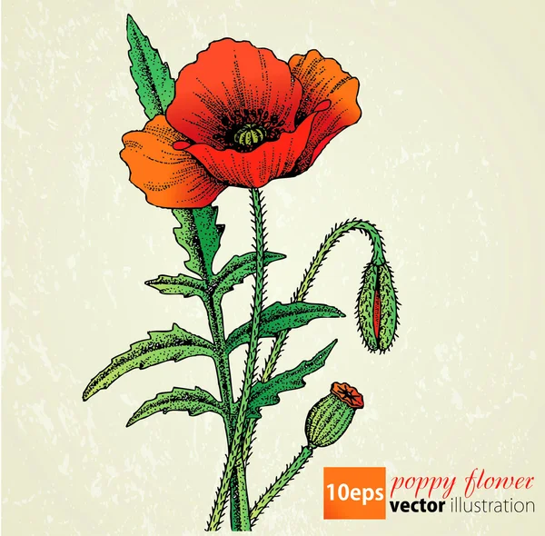 Poppy flowers vector — Stock Vector