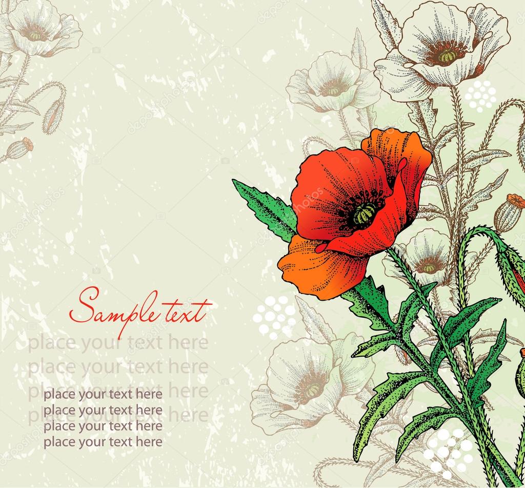 Vector poppy flowers