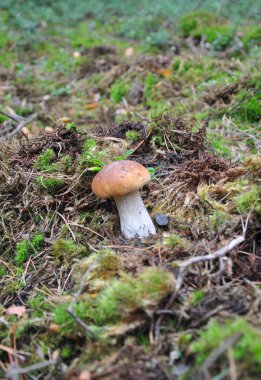 Boletus Pinicola, Porcini