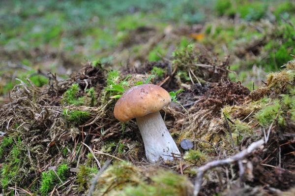 Il Boletus pinicola, porcini — Foto Stock