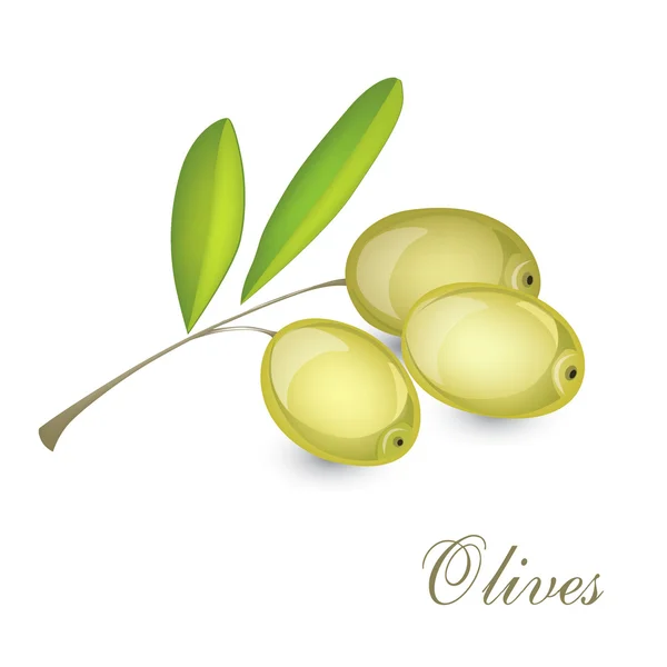 Aceitunas — Vector de stock