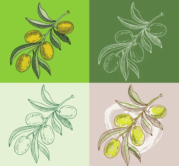 Ilustración - ramas de olivo dibujadas a mano — Archivo Imágenes Vectoriales