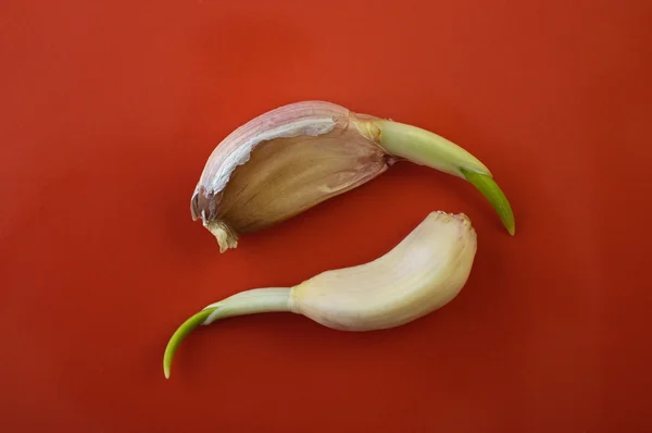 Los dientes de ajo encalados en el plato — Foto de Stock