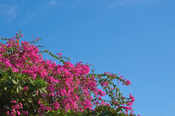 Flowers of a bougainvillaea on a background of the cloudless sky Stock Photo