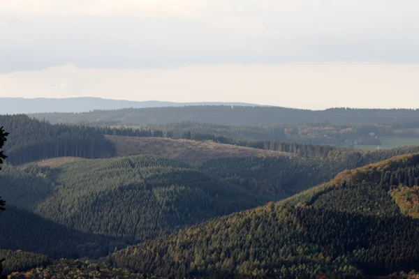 Alman forestscape
