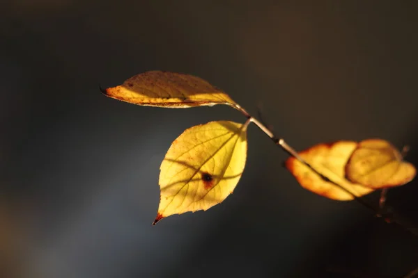 Ηλιόλουστο φθινοπωρινά φύλλα — Φωτογραφία Αρχείου