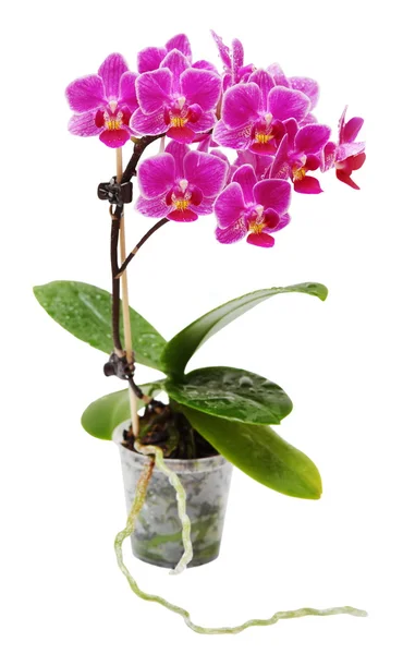 Pink Blooming Orchid in Flower Pot Isolated — Stock Photo, Image