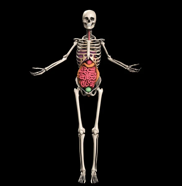 Skelett med inre organ — Stockfoto