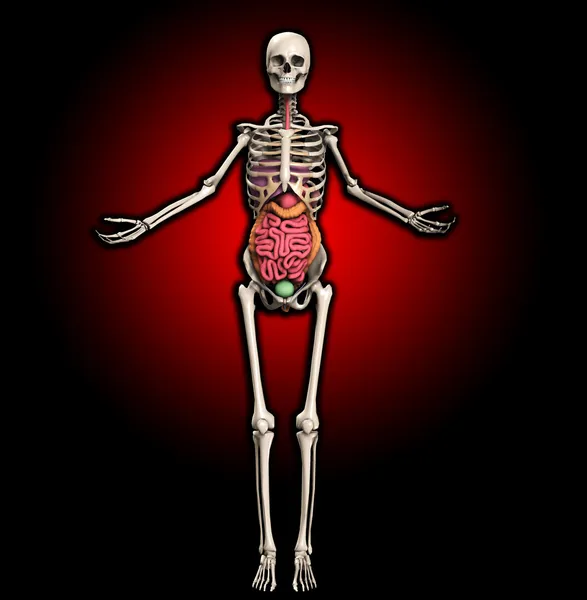 Skelett mit inneren Organen — Stockfoto
