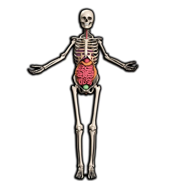 Скелет с внутренними органами — стоковое фото