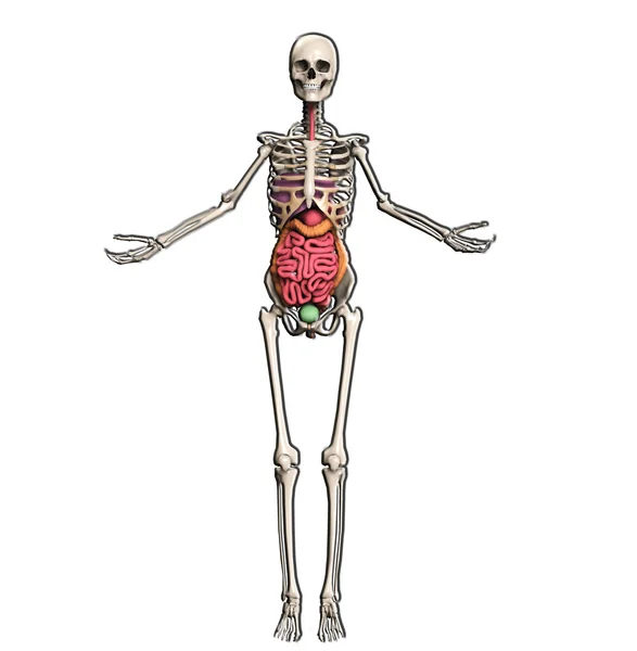 Σκελετός με εσωτερικά όργανα — Φωτογραφία Αρχείου