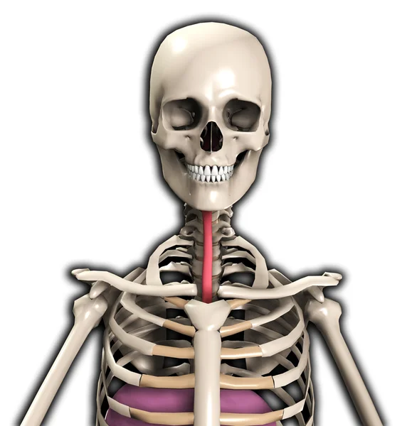 Skeleton With Wind Pipe — Stock Photo, Image