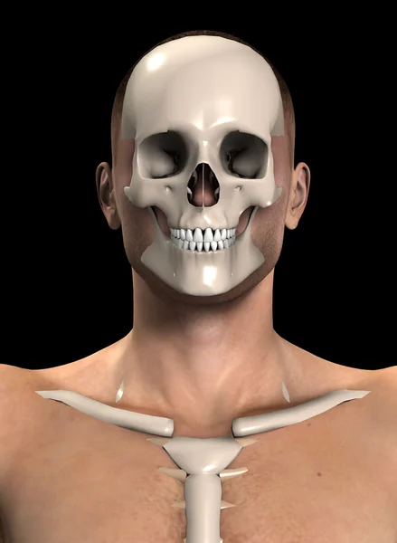 Των οστών του προσώπου — Φωτογραφία Αρχείου