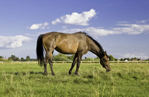 Betande häst — Stockfoto