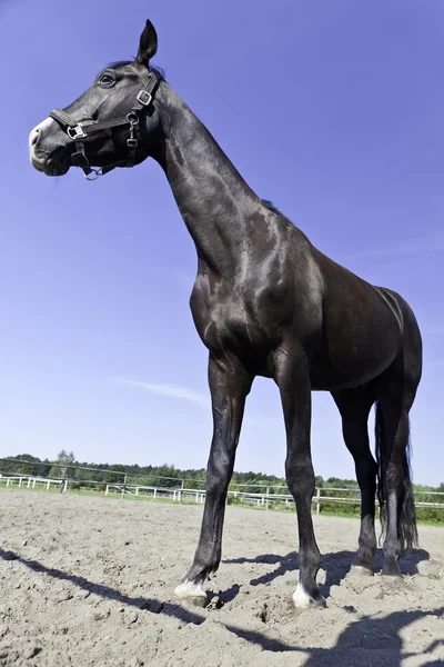 Stallion — Stock Photo, Image