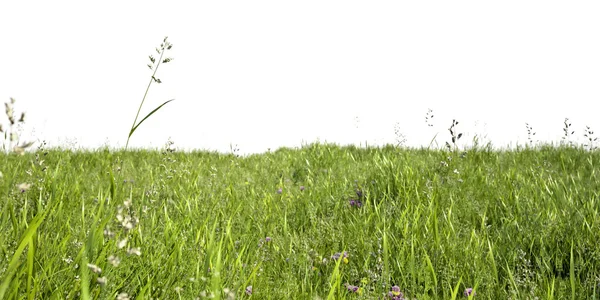 Луговые травы — стоковое фото