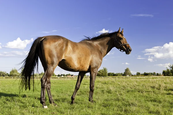 Häst på en äng — Stockfoto