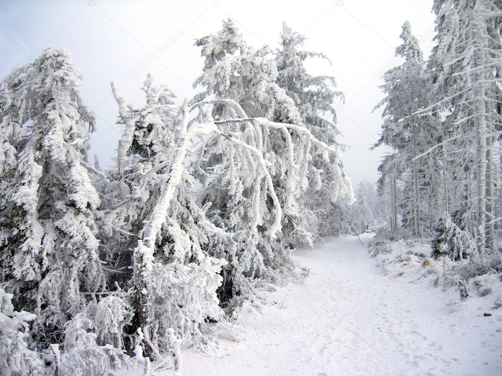 Frosted Forrest II