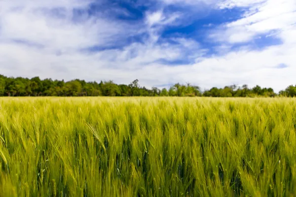 Maisfeld — Stockfoto