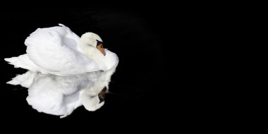 siyah bir arka plan üzerinde beyaz kuğu yavrusu