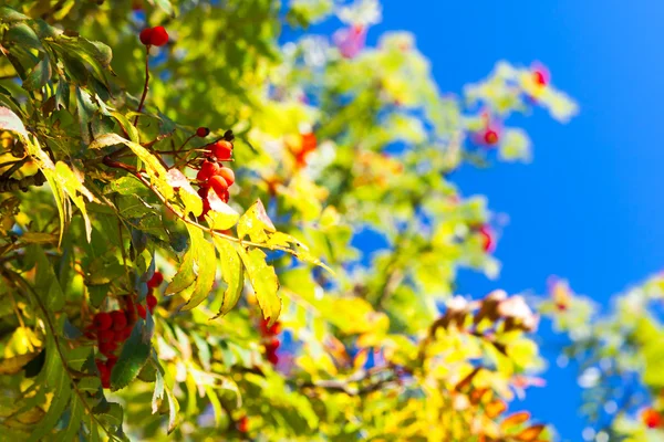 Farben des Herbstes — Stockfoto