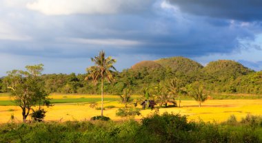 chocolat tepeler arasında ricefields