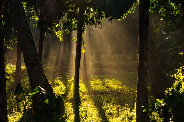Floresta de palmeiras ao nascer do sol — Fotografia de Stock