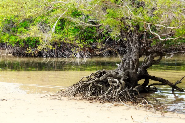 Tropický mangrovník — Stock fotografie