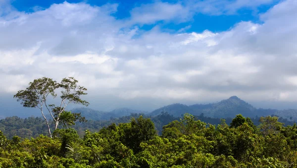 Selva tropical da montanha — Fotografia de Stock