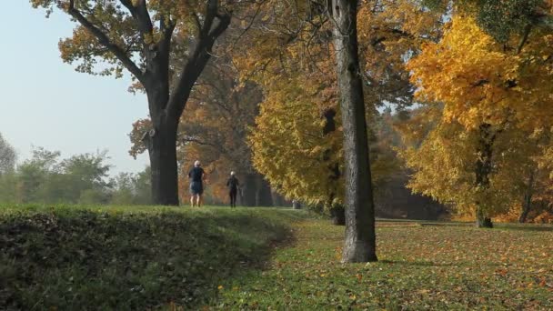 Autumn in the park 1 — Stock Video