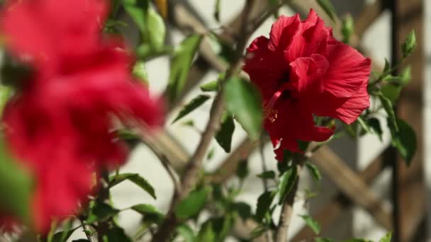 Hibisco — Vídeo de stock