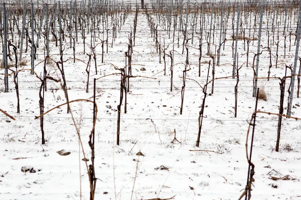 Snowed vineyards — Stock Photo, Image