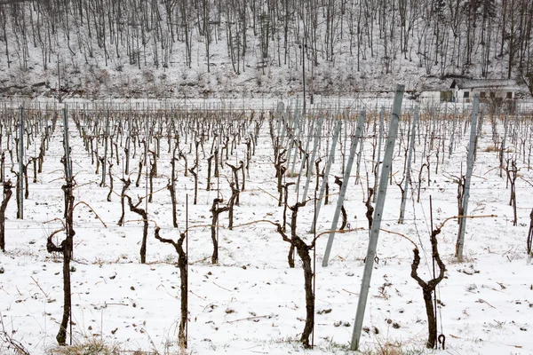 Snowed vineyards — Stock Photo, Image