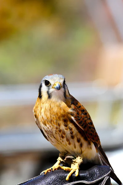 Wren de cactus — Stockfoto