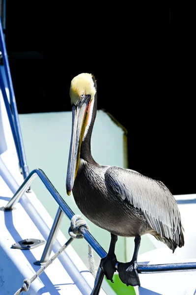 Ritratto di un pellicano — Foto Stock